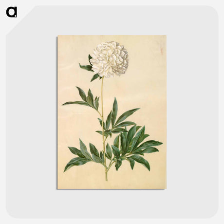 アートポストカード-Paeonia lactiflora
 - マリア ジビーラ メーリアン Postcard.