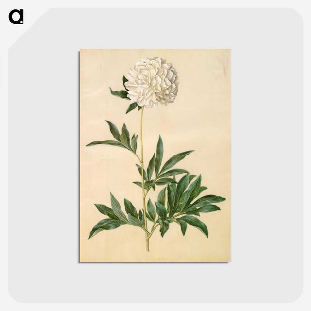 1-44_Maria-Sibylla-Merian_postcard