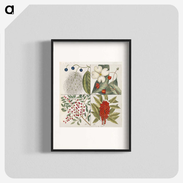 1-44_Mark-Catesby_blk