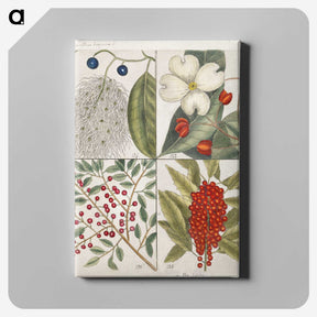 1-44_Mark-Catesby_canvas