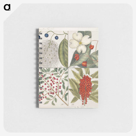 1-44_Mark-Catesby_memo