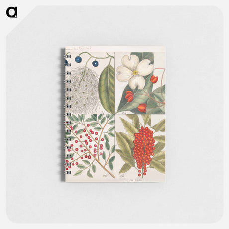 アートメモ帳-Carolina Flora
 - マーク ケイツビー Memo.