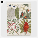 1-44_Mark-Catesby_picture-crop