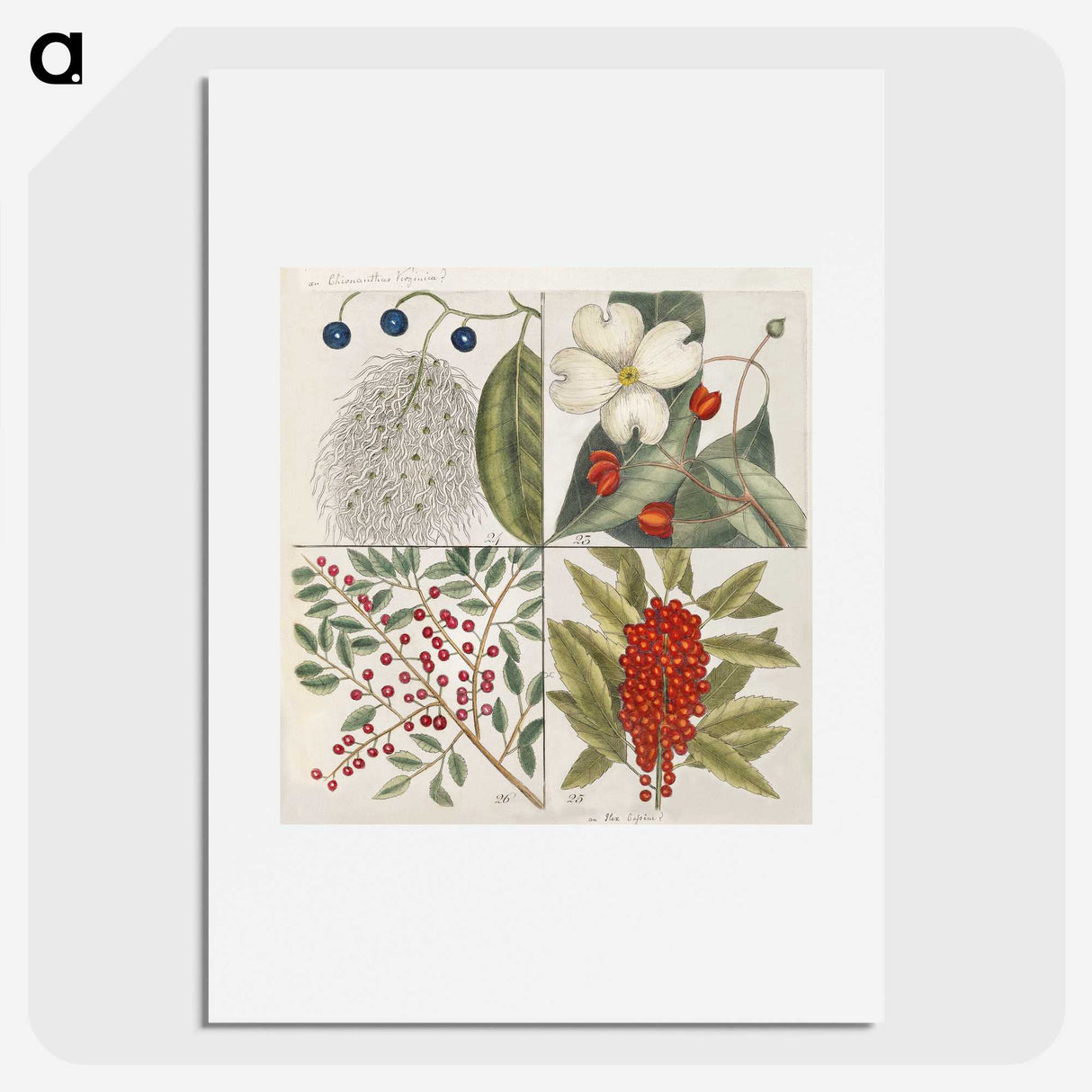 1-44_Mark-Catesby_picture
