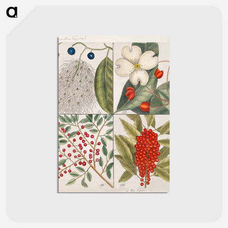 アートポストカード-Carolina Flora
 - マーク ケイツビー Postcard.