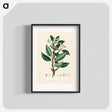 アートポスター-Wintera aromatica
 - 薬用植物学 Poster.