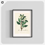 アートポスター-Wintera aromatica
 - 薬用植物学 Poster.