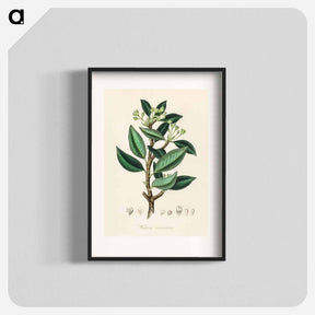 アートポスター-Wintera aromatica
 - 薬用植物学 Poster.