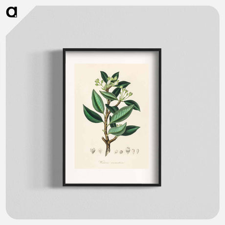 アートポスター-Wintera aromatica
 - 薬用植物学 Poster.