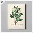 アートパネル-Wintera aromatica
 - 薬用植物学 Canvas.