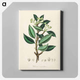 アートパネル-Wintera aromatica
 - 薬用植物学 Canvas.