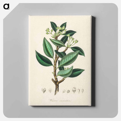 アートパネル-Wintera aromatica
 - 薬用植物学 Canvas.