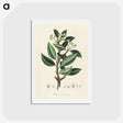 1-44_Medical-Botany_hagaki