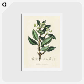 1-44_Medical-Botany_hagaki