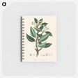 アートメモ帳-Wintera aromatica
 - 薬用植物学 Memo.