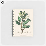 アートメモ帳-Wintera aromatica
 - 薬用植物学 Memo.