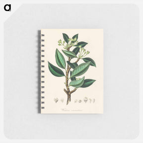 アートメモ帳-Wintera aromatica
 - 薬用植物学 Memo.