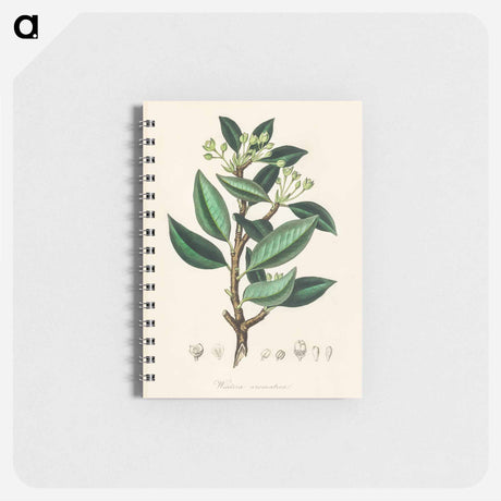 アートメモ帳-Wintera aromatica
 - 薬用植物学 Memo.