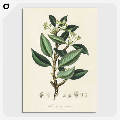 1-44_Medical-Botany_picture-crop