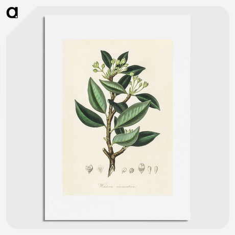 1-44_Medical-Botany_picture