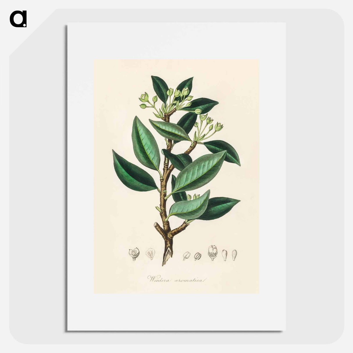 アートポスター-Wintera aromatica
 - 薬用植物学 Poster.