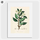 アートポスター-Wintera aromatica
 - 薬用植物学 Poster.
