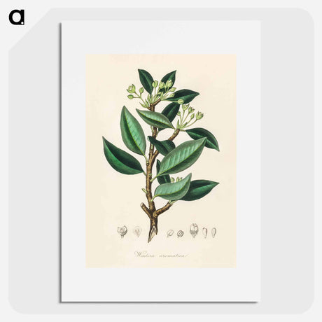 アートポスター-Wintera aromatica
 - 薬用植物学 Poster.