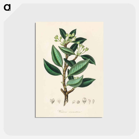 アートポストカード-Wintera aromatica
 - 薬用植物学 Postcard.