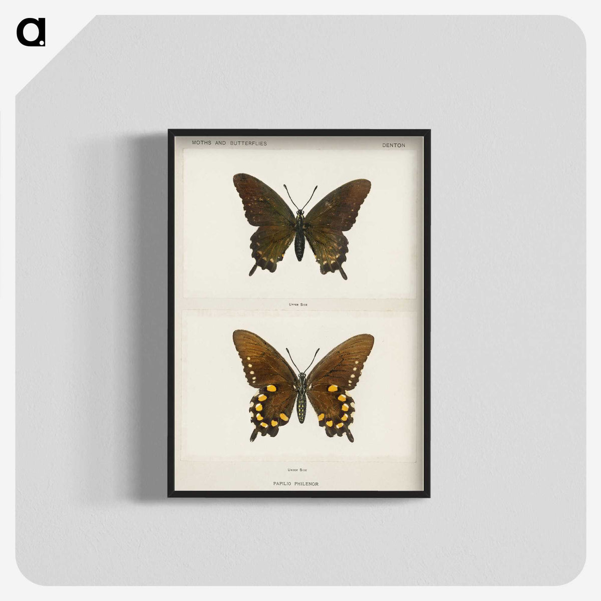 1-44_Moths-and-Butterflies-of-the-United-States_blk-crop