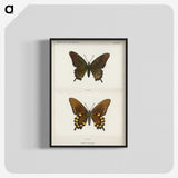 1-44_Moths-and-Butterflies-of-the-United-States_blk-crop