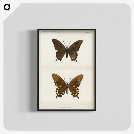 1-44_Moths-and-Butterflies-of-the-United-States_blk-crop