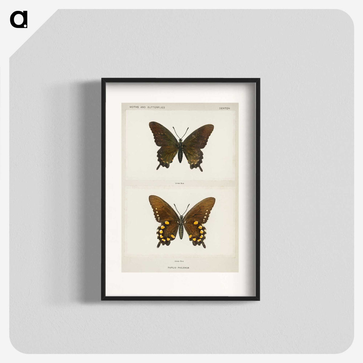 1-44_Moths-and-Butterflies-of-the-United-States_blk