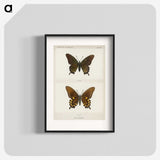 1-44_Moths-and-Butterflies-of-the-United-States_blk