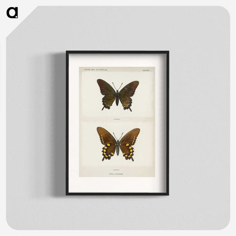 1-44_Moths-and-Butterflies-of-the-United-States_blk