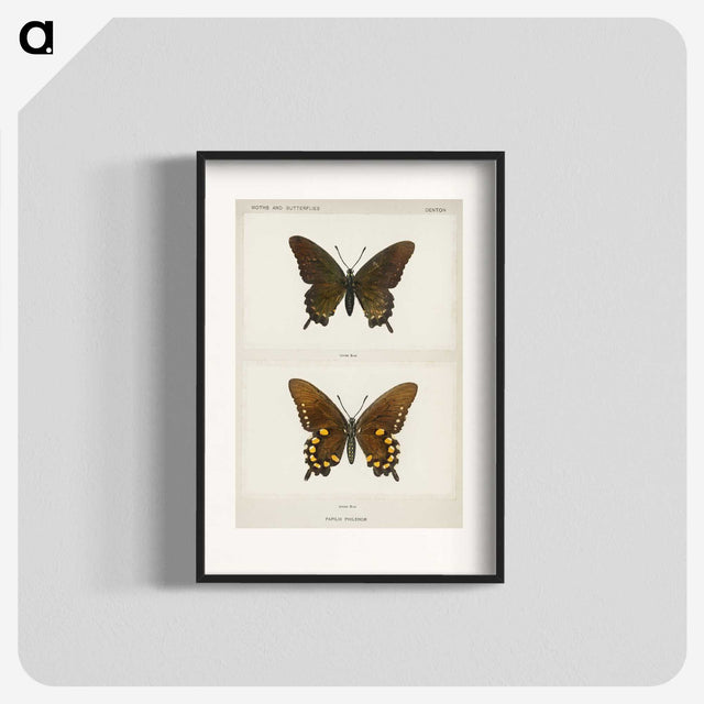 1-44_Moths-and-Butterflies-of-the-United-States_blk