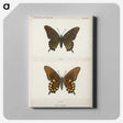 1-44_Moths-and-Butterflies-of-the-United-States_canvas