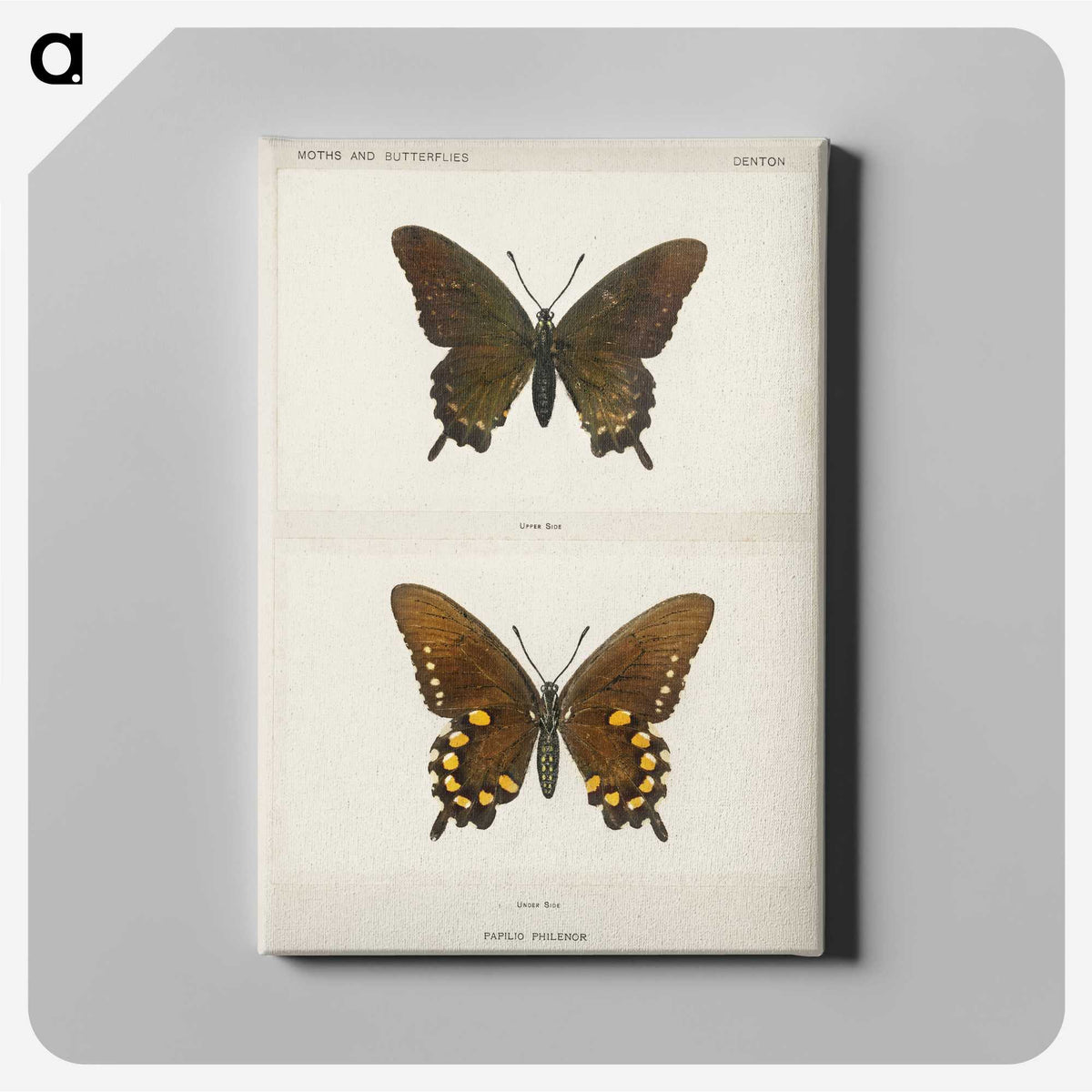 1-44_Moths-and-Butterflies-of-the-United-States_canvas