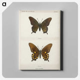 1-44_Moths-and-Butterflies-of-the-United-States_canvas