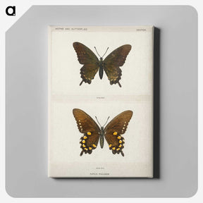 1-44_Moths-and-Butterflies-of-the-United-States_canvas
