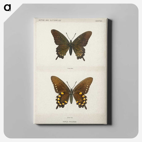 1-44_Moths-and-Butterflies-of-the-United-States_canvas