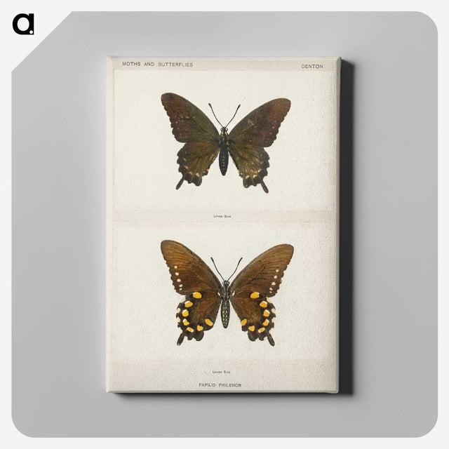 1-44_Moths-and-Butterflies-of-the-United-States_canvas
