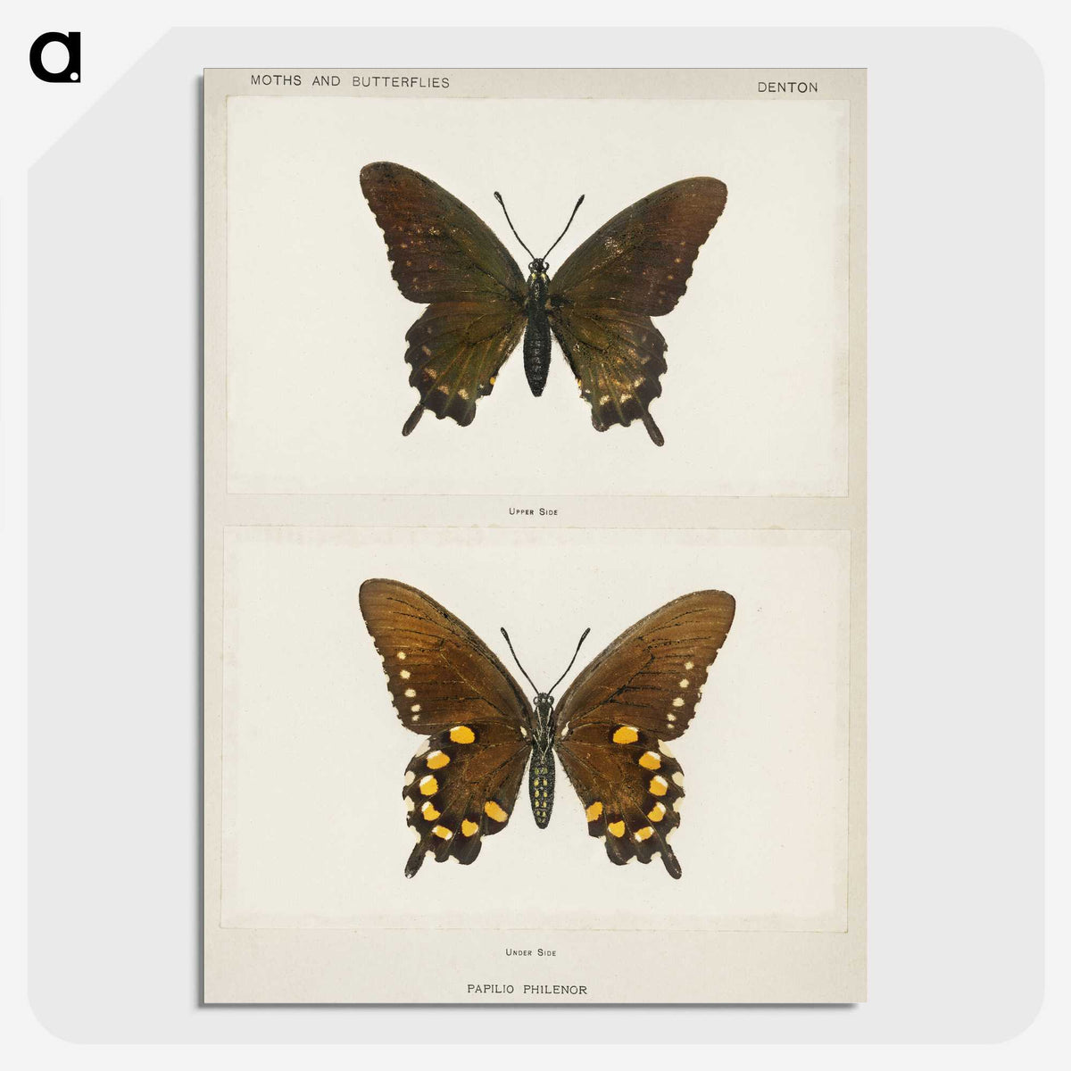 1-44_Moths-and-Butterflies-of-the-United-States_picture-crop