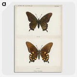 1-44_Moths-and-Butterflies-of-the-United-States_picture-crop