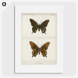 1-44_Moths-and-Butterflies-of-the-United-States_picture