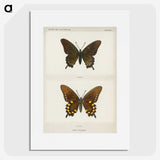1-44_Moths-and-Butterflies-of-the-United-States_picture