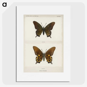 1-44_Moths-and-Butterflies-of-the-United-States_picture