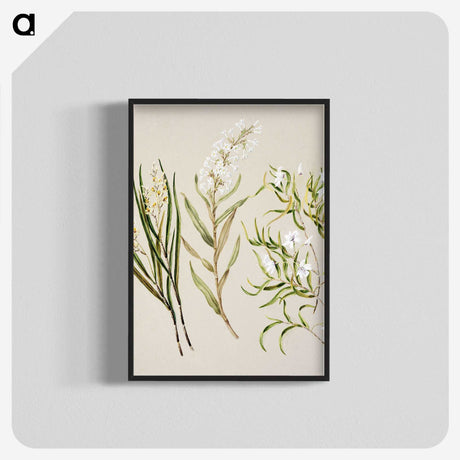 1-44_Native-Flowering-Plants-of-New-Zealand_blk-crop