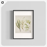 1-44_Native-Flowering-Plants-of-New-Zealand_blk