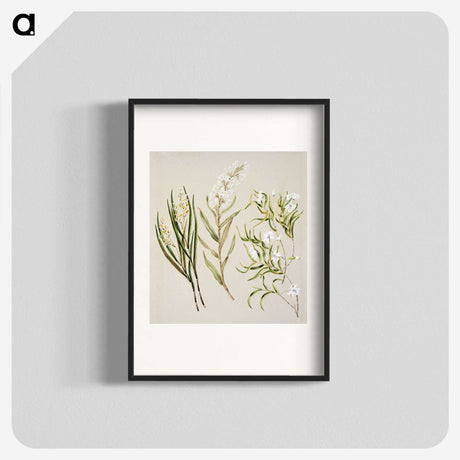 1-44_Native-Flowering-Plants-of-New-Zealand_blk