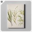 1-44_Native-Flowering-Plants-of-New-Zealand_canvas